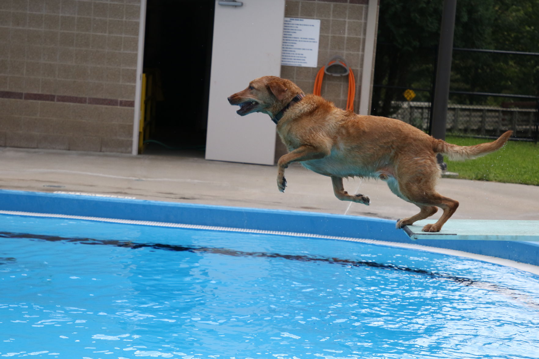 Dogs at the pool (34).JPG